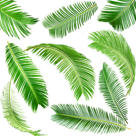 coconut: cọ xanh lá bị cô lập trên trắng
