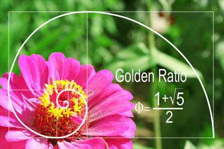 illustration of golden ratio in nature fibonacci pattern stock