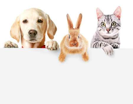 12 580 Dog Cat Rabbit Stock Photos And Images 123rf