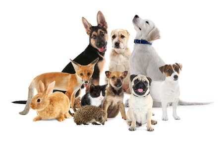 白い背景にかわいい赤ちゃんの動物のコラージュ の写真素材 画像素材 Image 9456