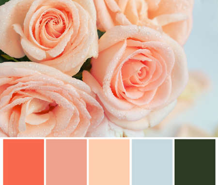 42 358 Couleur Saumon Imagenes Y Fotos 123rf