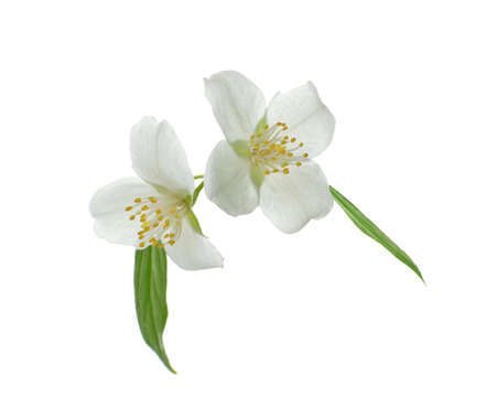 Fresh jasmine branch on white background