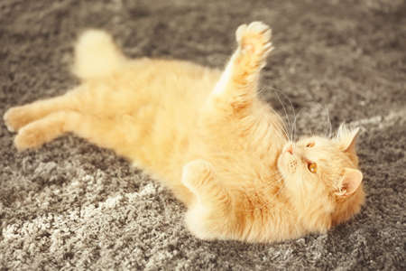 家でカーペットの上に横たわっているかわいい面白い猫 の写真素材 画像素材 Image 9704 家でカーペットの上に横たわっているかわいい面白い猫 の写真素材 画像素材 Image 9704