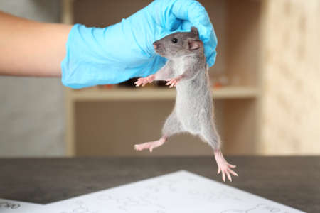 実験室でラットに注射を与える科学者の手 の写真素材 画像素材 Image