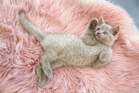 Scottish Straight Baby Cat Lying On Soft Furry Blanket, Above ...