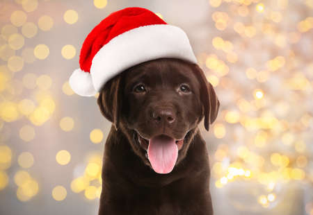 chocolate labrador christmas jumper