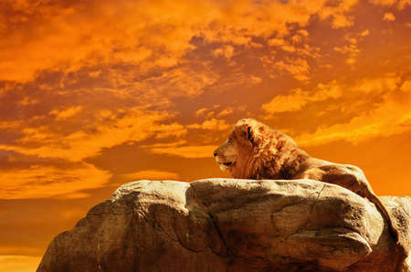 45 372 Le Roi Lion Imagenes Y Fotos 123rf