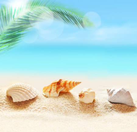 貝殻やヒトデ砂浜と海を背景にパーム の写真素材 画像素材 Image 貝殻やヒトデ砂浜と海を背景にパーム の写真素材 画像素材 Image