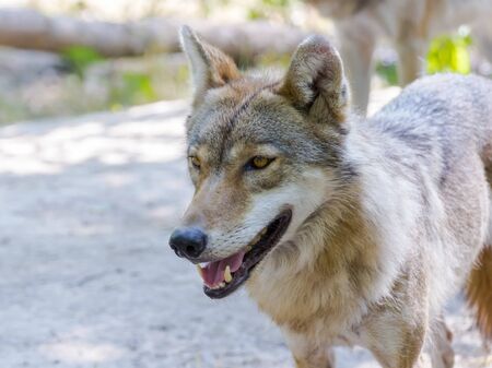 石の上の白狼の写真素材・画像素材 Image 38642055