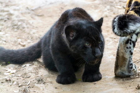 12 745 Jaguar Noir Imagenes Y Fotos 123rf 12 745 Jaguar Noir Imagenes Y Fotos 123rf