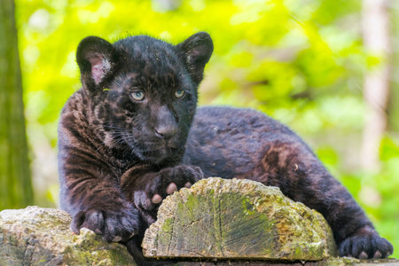 12 866 Black Jaguar Imagenes Y Fotos 123rf 12 866 Black Jaguar Imagenes Y Fotos 123rf