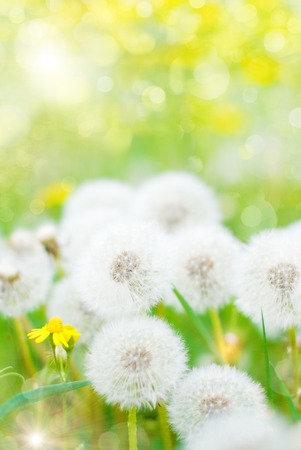 夏の背景 自然の背景 花タンポポ壁紙します の写真素材 画像素材 Image
