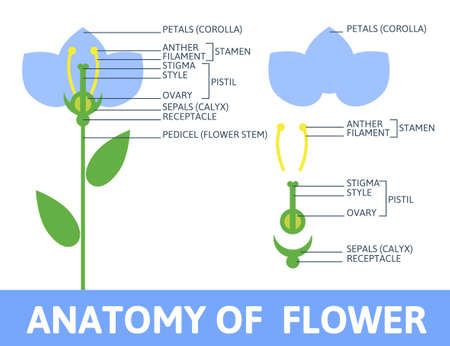 りんごの花の解剖学 花の部分 断面詳細図 植物や科学教育に便利です 花と果物 のイラスト素材 ベクタ Image りんごの花の解剖学 花の部分 断面詳細図 植物や科学教育に便利です 花と果物 のイラスト素材 ベクタ Image
