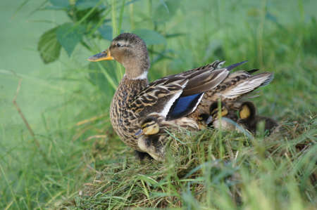 Pato Mandarin Bebe Fotos Retratos Imagenes Y Fotografia De Archivo Libres De Derecho Image Pato Mandarin Bebe Fotos Retratos Imagenes Y Fotografia De Archivo Libres De Derecho Image