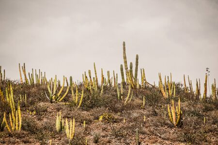 手描きイラストやそれをいくつかのサボテンと砂漠の植物月の図面 の写真素材 画像素材 Image 手描きイラストやそれをいくつかのサボテンと砂漠の植物月の図面 の写真素材 画像素材 Image