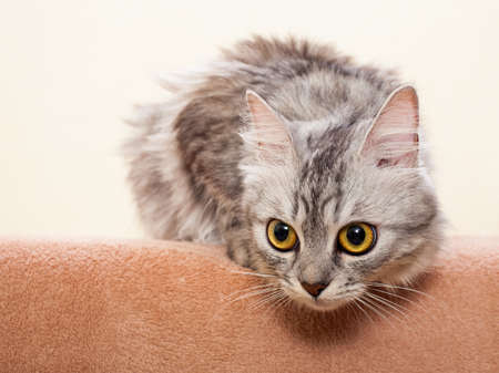 Le Chat Gris Raye De La Race De Shinshil Se Trouve Sur Un Canape Personne Banque D Images Et Photos Libres De Droits Image Le Chat Gris Raye De La Race De Shinshil Se Trouve Sur Un Canape Personne Banque D Images Et Photos Libres De Droits Image
