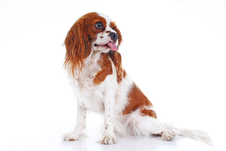 かわいい犬の写真 キャバリア キング チャールズ スパニエル子犬犬分離白スタジオの背景 面白い子犬 の写真素材 画像素材 Image