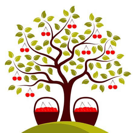 ベクトルの桜の木と白い背景で隔離さくらんぼのかごのイラスト素材 ベクタ Image