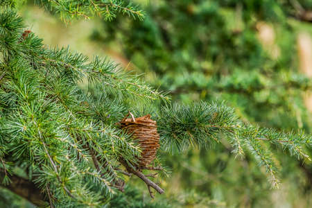 Detail of pine cone between pine branches