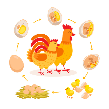 Chicken life cycle, embryo development from egg to hatching chicken. cute hen and rooster having babies chicks cartoon characters isolated on white background. vector illustration in flat style.