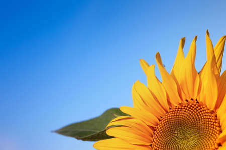 Sun flower: Sun Flower with blue sky