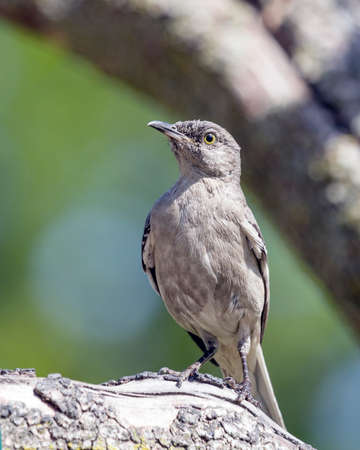 Mockingbird Perched On Tree Branch Stock Photo