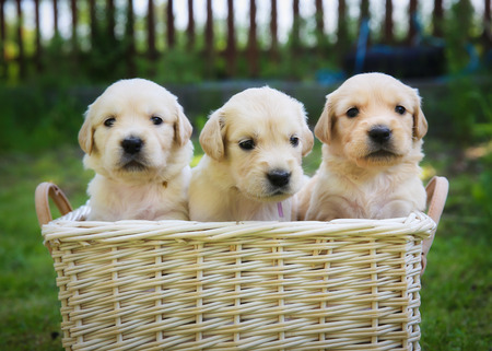 バスケットでかわいいゴールデンレトリーバー子犬 の写真素材 画像素材 Image