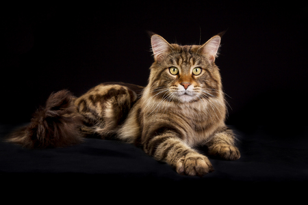 Purebred Maine Coon cat isolated on black background in studio.
