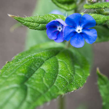 思われる雑草の繊細な青い花のクローズ アップ の写真素材 画像素材 Image