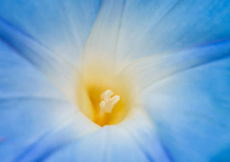 青い朝顔の花の中心部のマクロ撮影 の写真素材 画像素材 Image