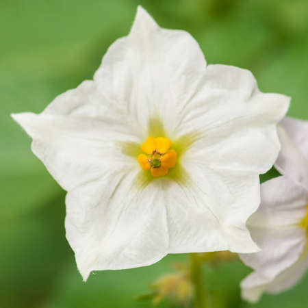 黄色のキンセンカの花のマクロ撮影 の写真素材 画像素材 Image 黄色のキンセンカの花のマクロ撮影 の写真素材 画像素材 Image
