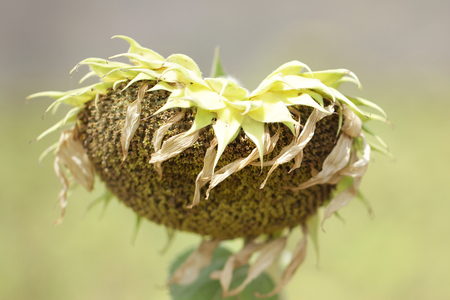 オレンジ色の黄金の葉悲しい腐敗 死んだ花 壁紙 有機背景をぶら下げて枯れたヒマワリの花 の写真素材 画像素材 Image