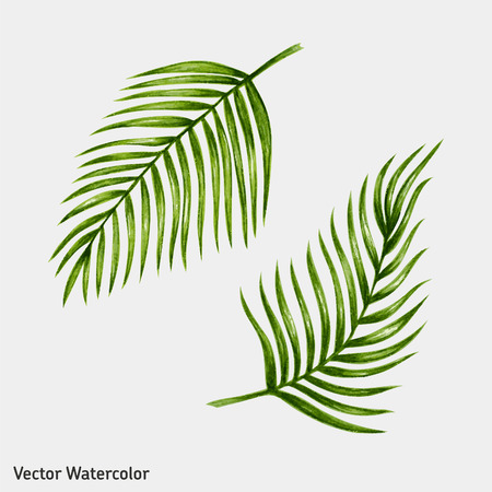 Palm Leaf Cliparts Stock Vector And Royalty Free Palm Leaf Illustrations