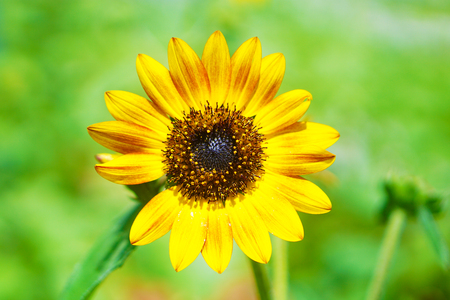 Sun flower: Sun flower Lizenzfreie Bilder