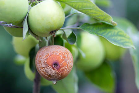 Close-up of lit by bright sun brunch with nice big ripe green and bad rotten apples in orchard on soft foggy colorful background. farming, agriculture, ecology and remedy for trees diseases concept. Stock Photo