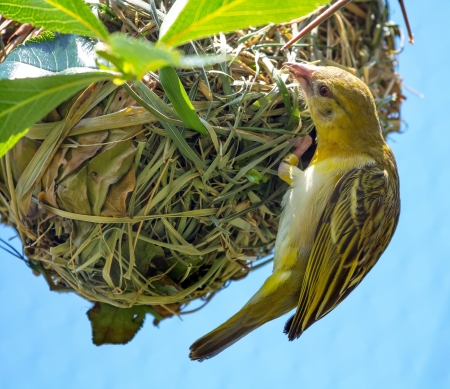 天然 希少 鳥の巣 インテリア ハタオリドリ科 オス Amazon.co.jp: PETSOLA 庭の装飾 鳥の巣 鳥モデル 置物 卵 現実