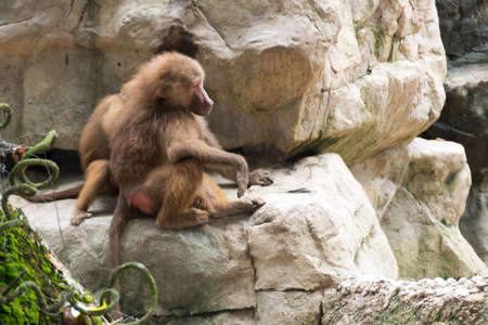 シンガポールの公園の洞窟にあるハマドリアス バブーンの家族 ヒヒはお互いに食べたり遊びに忙しい の写真素材 画像素材 Image 9678 シンガポールの公園の洞窟にあるハマドリアス バブーンの家族 ヒヒはお互いに食べたり遊びに忙しい の写真素材 画像素材 Image 9678