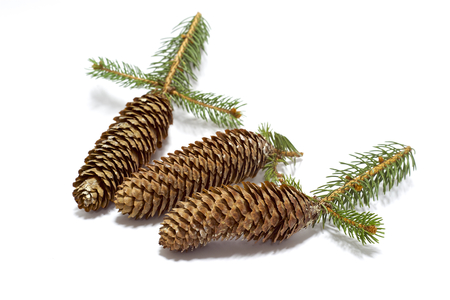 Fir Tree Seed Decoration Stock Photo Fir Tree Seed Decoration Stock Photo
