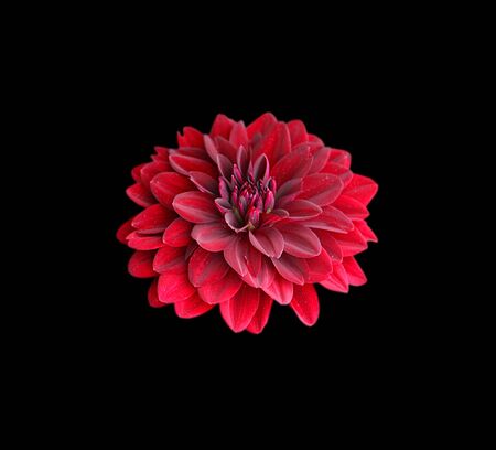 58 378 ダリア の写真素材 ストックフォト 123rf