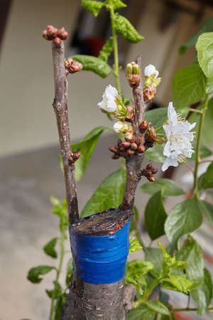 Fruit tree twigs grafted on a tree trunk. Grafting cherry tree over a plum tree Stock Photo