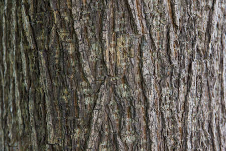 texture woods