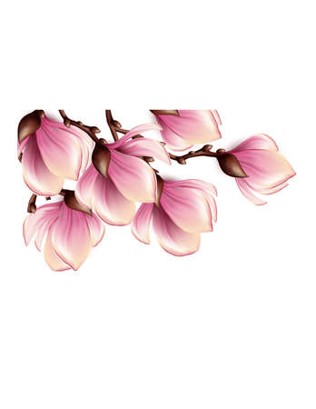 Magnolia branch isolated Stock Photo