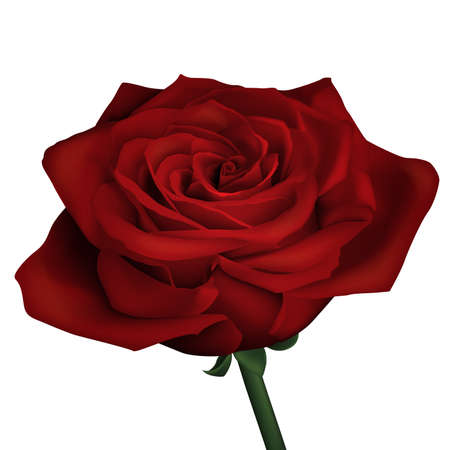 Realistic red rose Ilustração