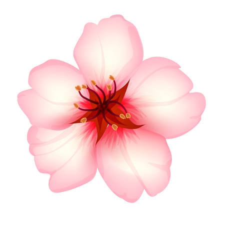 Peach flower: Almond hoa cô lập