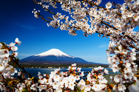桜や桜の花と富士山 山梨県山中湖岸道路 の写真素材 画像素材 Image 桜や桜の花と富士山 山梨県山中湖岸道路 の写真素材 画像素材 Image