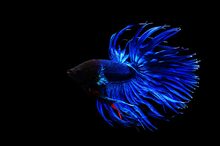 Blauer Und Schwarzer Thailandischer Siamesischer Kampffisch Betta Splendens Lokalisiert Auf Schwarzem Hintergrund Lizenzfreie Fotos Bilder Und Stock Fotografie Image 78577576
