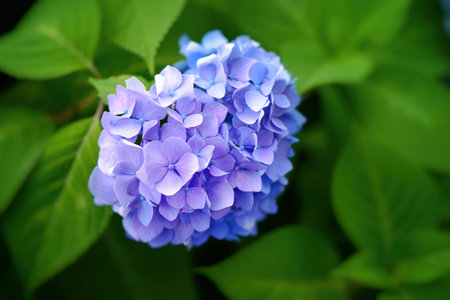 アジサイ 日本の梅雨 ハート形 の写真素材 画像素材 Image