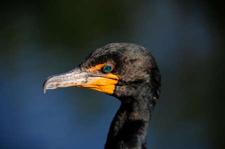 Ein Portrat Von Einem Geierfalke Ein Geburtiger Vogel Von Florida Lizenzfreie Fotos Bilder Und Stock Fotografie Image 25925370