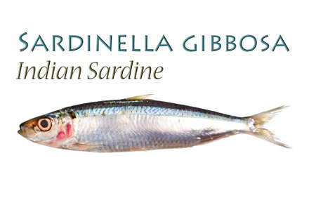 Sardines Stock Photos And Images 123rf