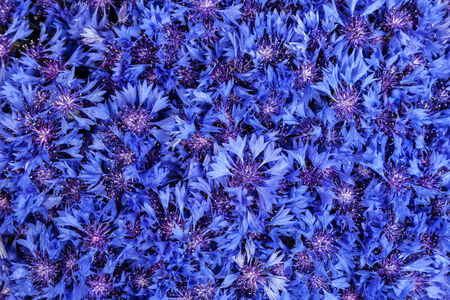 美しい春の花青の矢車草の背景に 青い花パターン の写真素材 画像素材 Image 美しい春の花青の矢車草の背景に 青い花パターン の写真素材 画像素材 Image